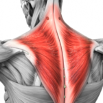 三角筋後部・僧帽筋（そうぼうきん）にアプローチ「サイドレイズ」