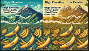 高いバナナを選ぶ理由ってなんですか？